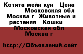 Котята мейн кун › Цена ­ 17 000 - Московская обл., Москва г. Животные и растения » Кошки   . Московская обл.,Москва г.